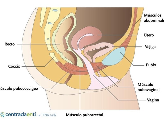 suelo pélvico